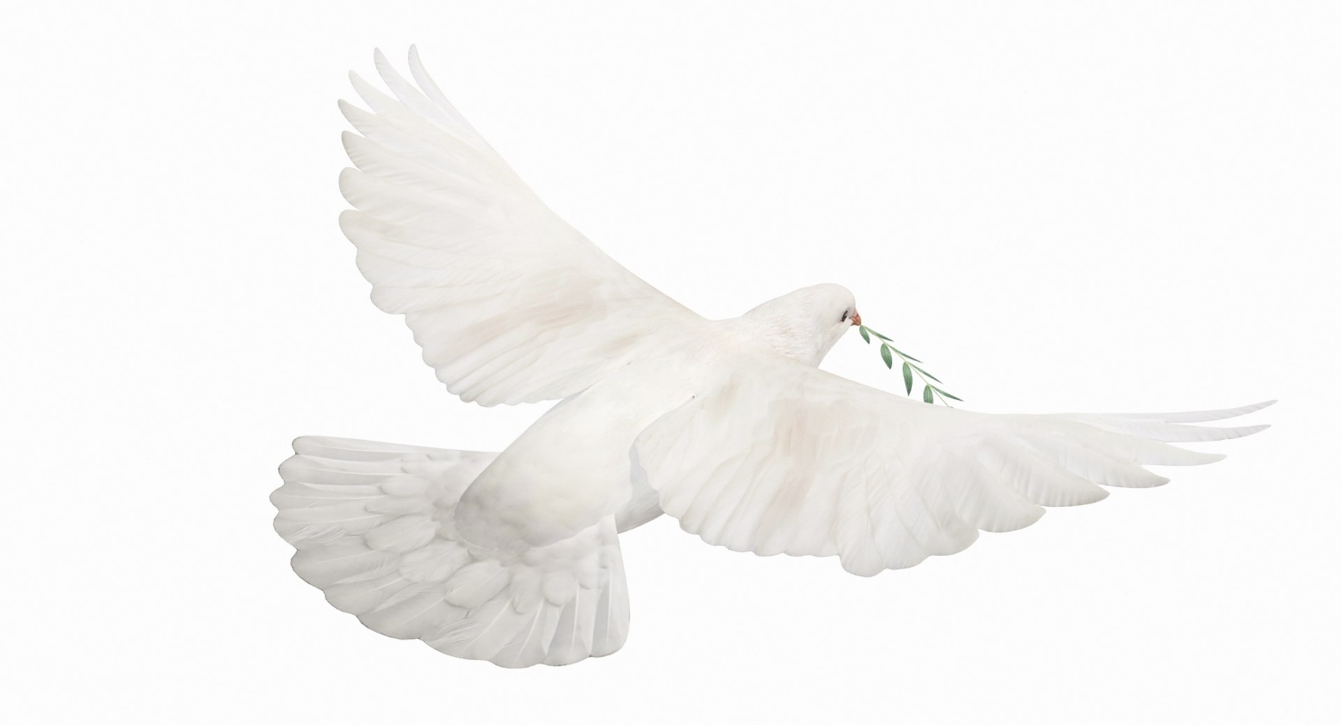 dove flying animation 3D https://p.turbosquid.com/ts-thumb/cq/r2EhAR/UU2rI7CS/344/jpg/1543184066/1920x1080/fit_q87/918ecdc619780e5dfa2455e83d80b5a8949ce1b5/344.jpg