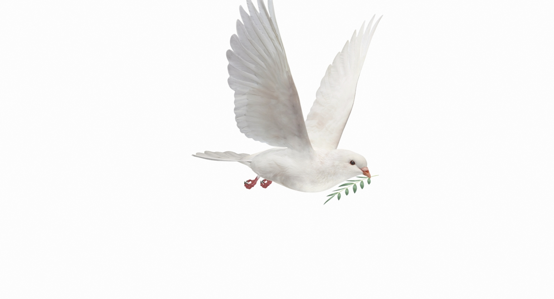 dove flying animation