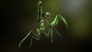 Praying Mantis