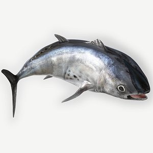 TUNA FISH Rigged  L1898 3D model