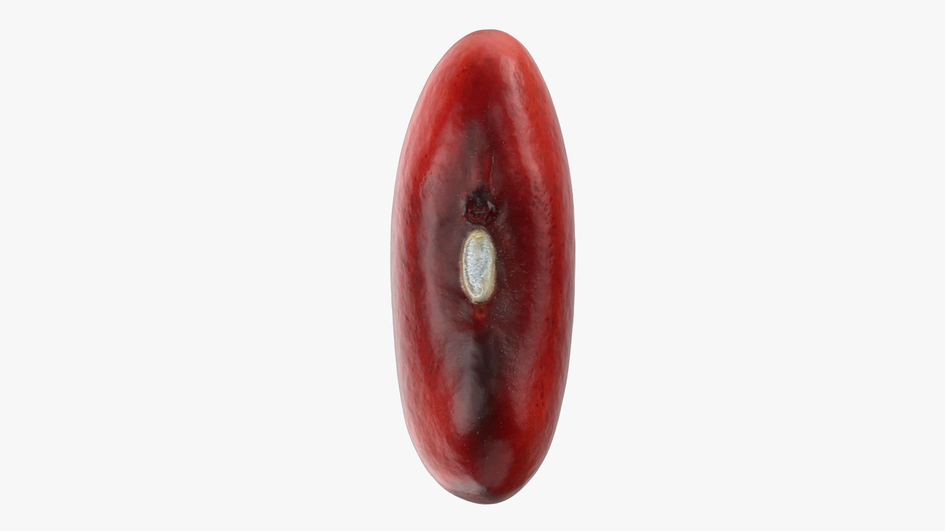 Red Kidney Bean 01 3D model https://p.turbosquid.com/ts-thumb/cr/8idSQT/l9/redbean01/png/1764354406/1920x1080/turn_fit_q99/63c48bfcc2849d59f4df92489c76357ca4f500d6/redbean01-1.jpg