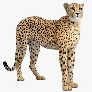 cheetah rigged 3D model