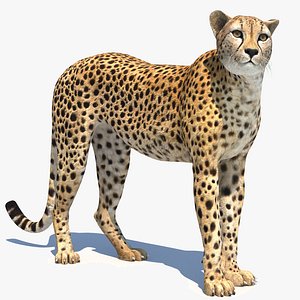 cheetah rigged 3D model