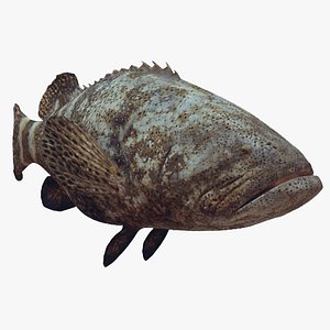 Most Real Goliath Grouper - 8k - 3d animated