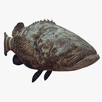 Most Real Goliath Grouper - 8k - 3d animated