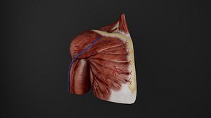 Human Anatomy-Muscular System-Upper limb anterior view