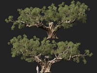 Scanned Olea europaea - Common olive 19 - HighPoly Lowpoly