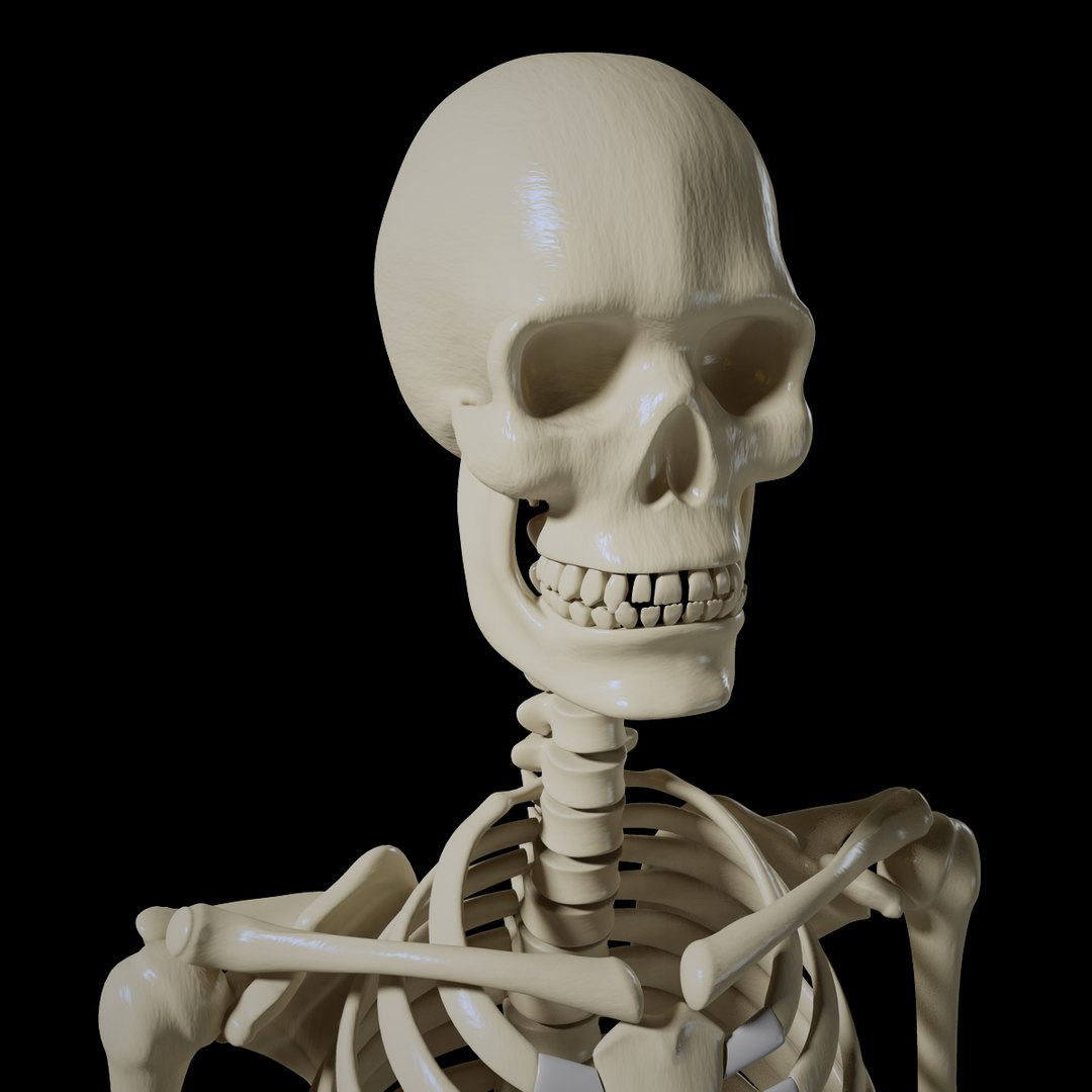 3d obj human skeleton https://p.turbosquid.com/ts-thumb/cr/XYve3w/CtALqtI3/skeletonpreview05/jpg/1338585760/1920x1080/fit_q87/46670a277fbdba0696e7012a0c31874b8f618f71/skeletonpreview05.jpg