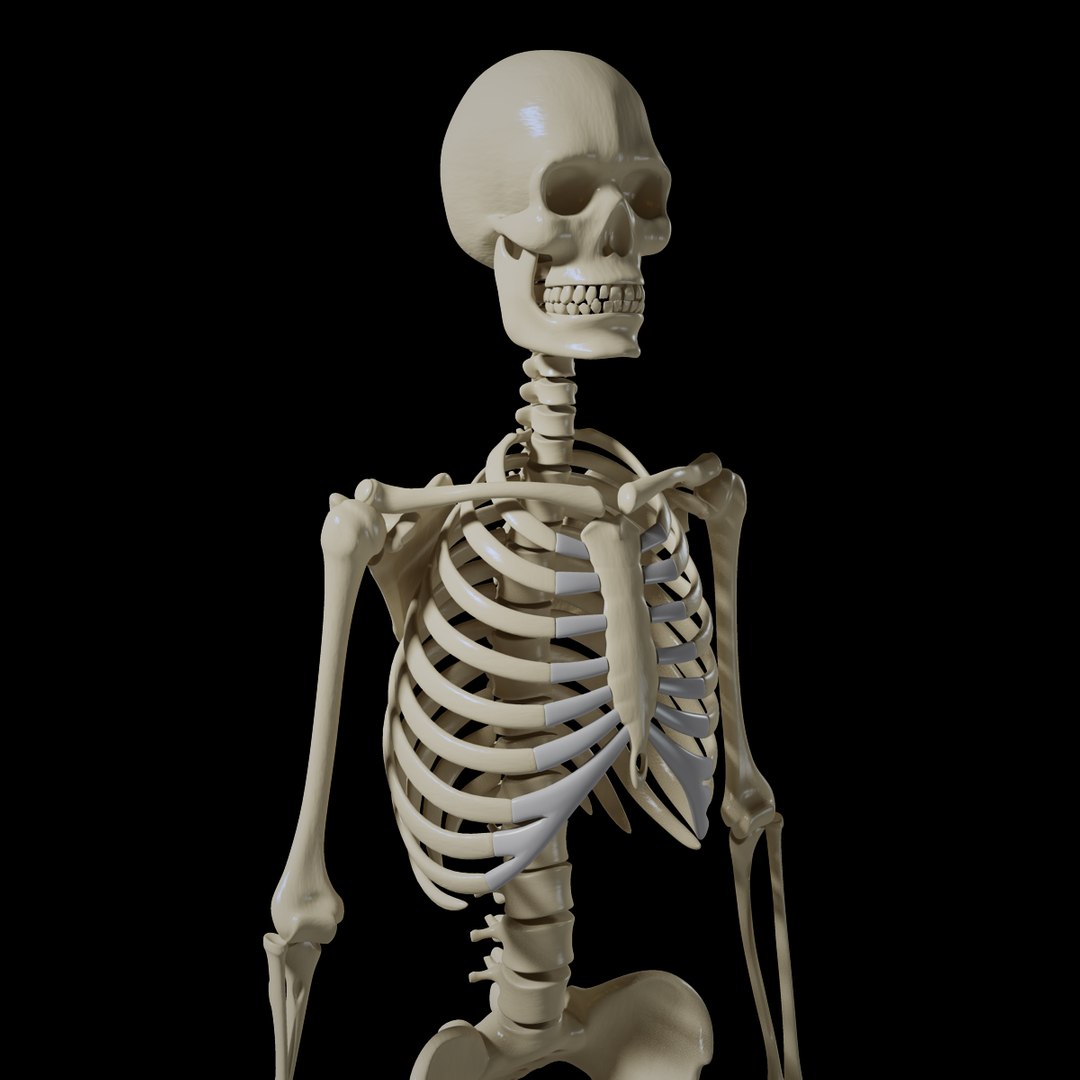 3d obj human skeleton https://p.turbosquid.com/ts-thumb/cr/XYve3w/KEn8G7Ew/skeletonpreview01/jpg/1338585760/1920x1080/fit_q87/100ea45e40721528120b5d7b8dbc04e57aaafb4b/skeletonpreview01.jpg