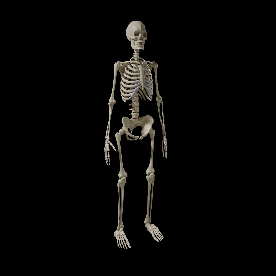 3d Obj Human Skeleton