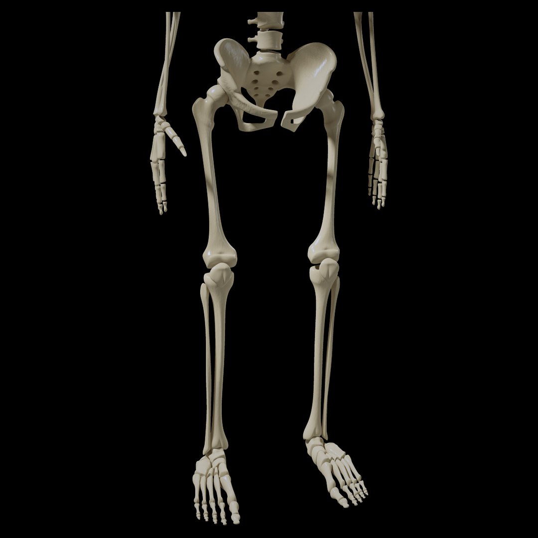 3d obj human skeleton https://p.turbosquid.com/ts-thumb/cr/XYve3w/c6RHI7zP/skeletonpreview04/jpg/1338585760/1920x1080/fit_q87/4e23d26f5c21a56a59aae8a81387bf6db8d475cc/skeletonpreview04.jpg