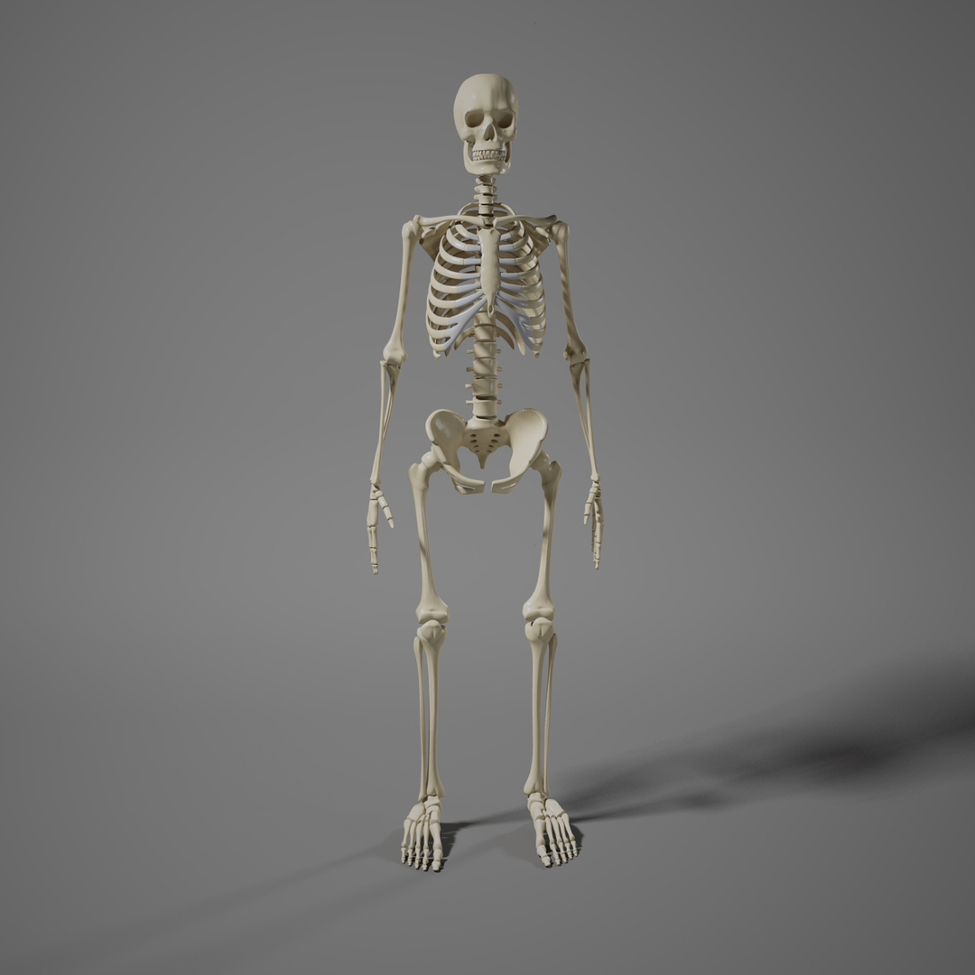 3d Obj Human Skeleton