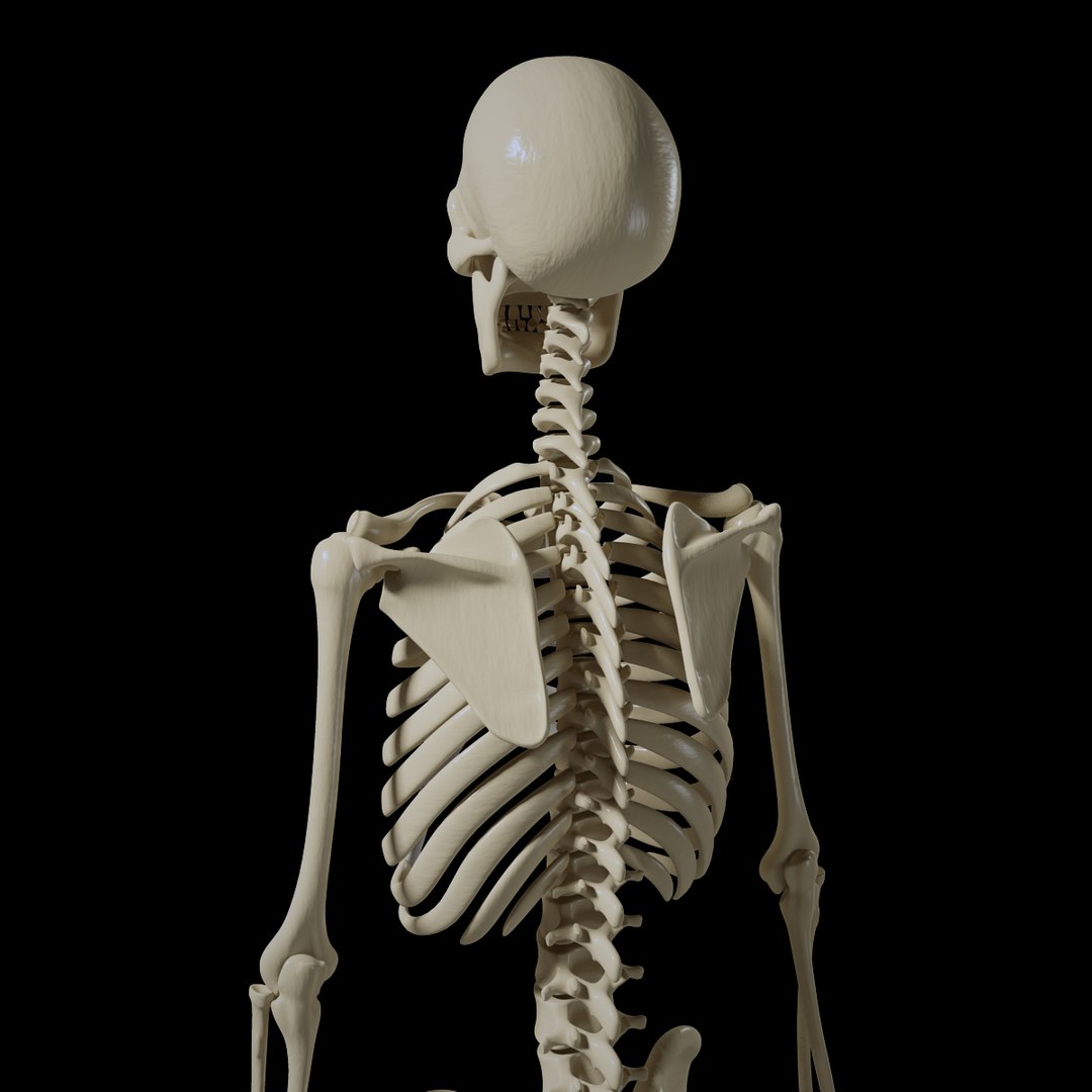 3d obj human skeleton https://p.turbosquid.com/ts-thumb/cr/XYve3w/nBTZZLLB/skeletonpreview02/jpg/1338585760/1920x1080/fit_q87/4abcb6c2a797dbb3249a41648163a9630c5866d8/skeletonpreview02.jpg