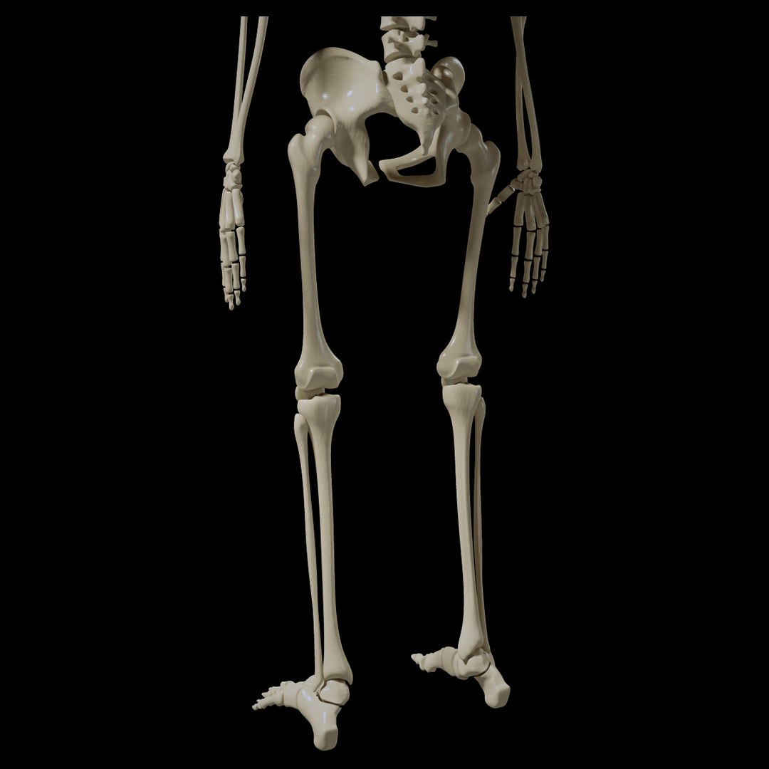 3d obj human skeleton https://p.turbosquid.com/ts-thumb/cr/XYve3w/oQidj2Ou/skeletonpreview03/jpg/1338585760/1920x1080/fit_q87/736bba4777faba2841f91d462d1d9e3cfd1d212d/skeletonpreview03.jpg