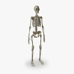 3d obj human skeleton