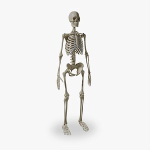 Human Skeleton