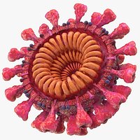 Coronavirus 2019-nCoV SARS-CoV-2 Cross Section