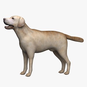 3d model labrador dog