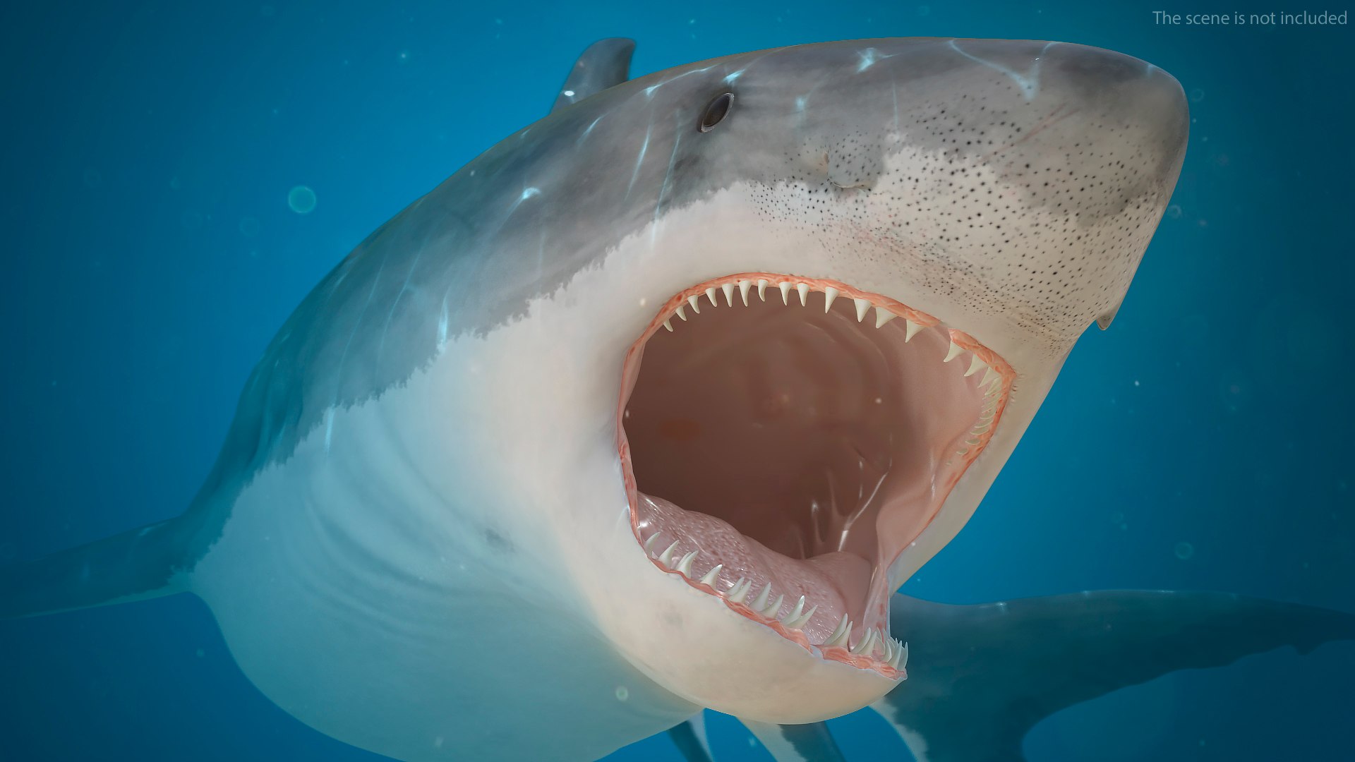 3D Rigged Sharks Collection 12 for Cinema 4D https://p.turbosquid.com/ts-thumb/cs/6OXMUD/04/riggedsharkscollection123dsmodel043/jpg/1694385372/1920x1080/fit_q87/e5f79d5f54655db412da19e724028ce1bd1800d4/riggedsharkscollection123dsmodel043.jpg