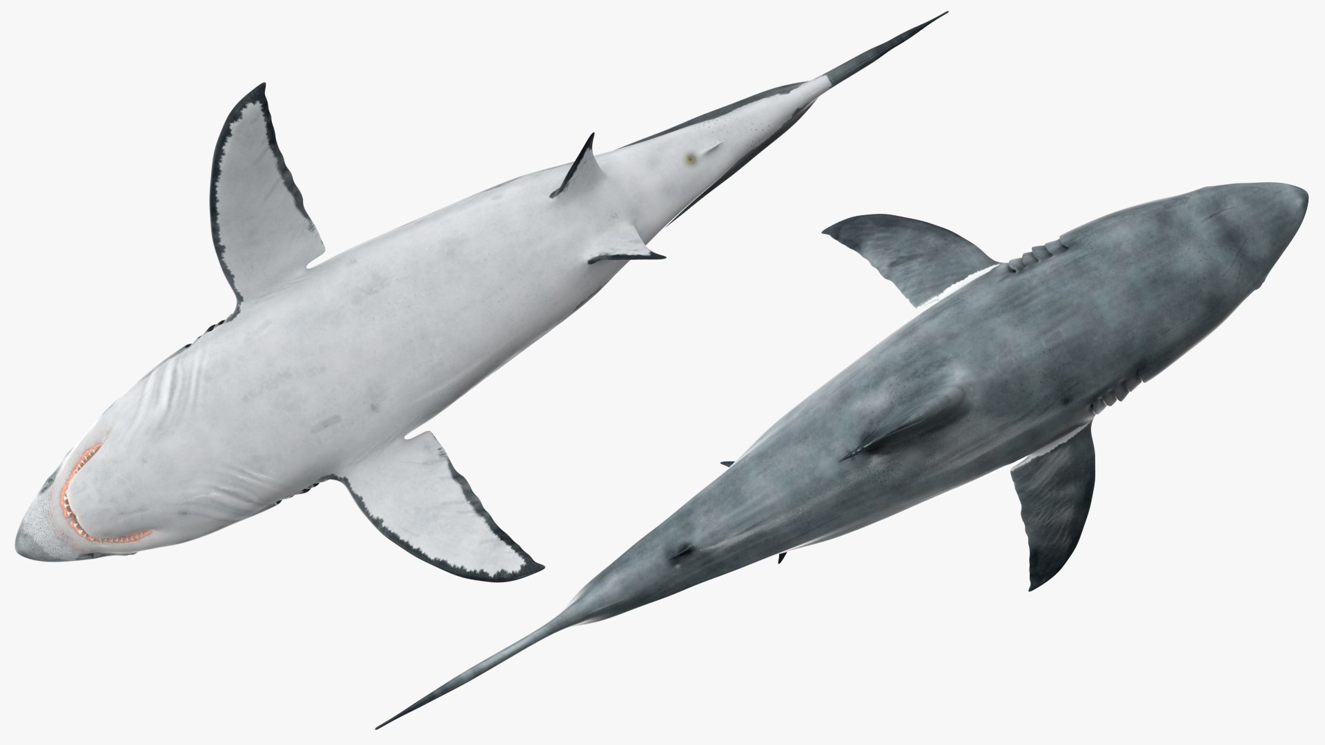 3D Rigged Sharks Collection 12 for Cinema 4D https://p.turbosquid.com/ts-thumb/cs/6OXMUD/2U/riggedsharkscollection123dsmodel052/jpg/1694385408/1920x1080/fit_q87/f4f592c79d22a79b68e49952ff656c1c9bc59e0e/riggedsharkscollection123dsmodel052.jpg