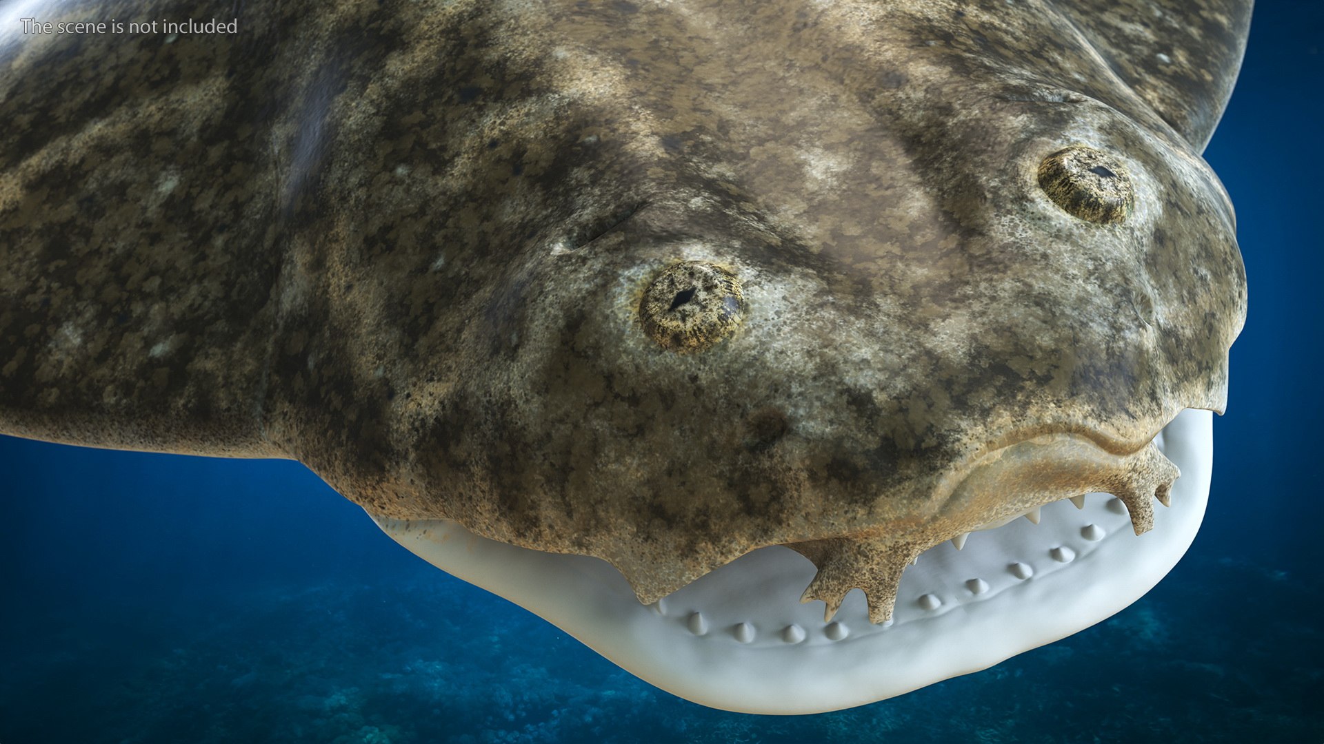 3D Rigged Sharks Collection 12 for Cinema 4D https://p.turbosquid.com/ts-thumb/cs/6OXMUD/9I/riggedsharkscollection123dsmodel006/jpg/1694385234/1920x1080/fit_q87/e469e66daed569011152d61b6c5669d1c78c3cc8/riggedsharkscollection123dsmodel006.jpg