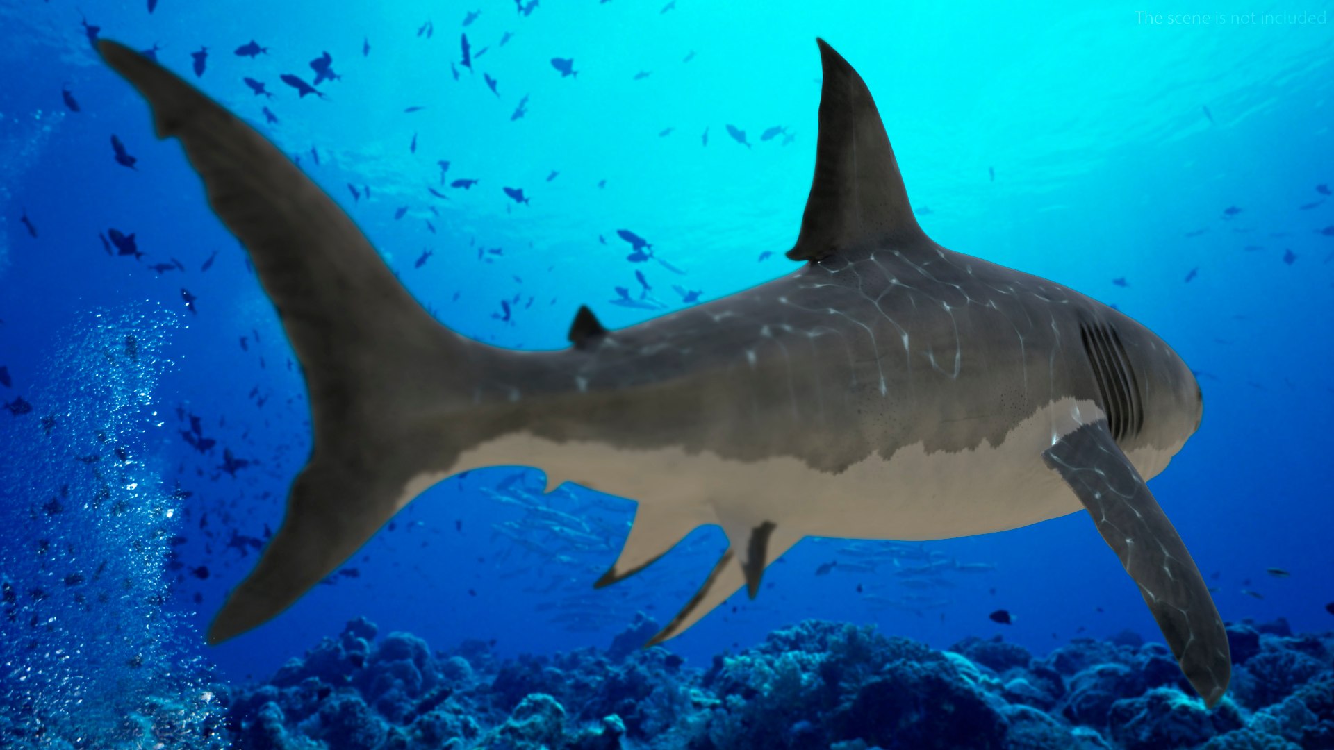 3D Rigged Sharks Collection 12 for Cinema 4D https://p.turbosquid.com/ts-thumb/cs/6OXMUD/Co/riggedsharkscollection123dsmodel044/jpg/1694385376/1920x1080/fit_q87/cffe1ca959b6dc23a480bd49c76eeaf94a69e173/riggedsharkscollection123dsmodel044.jpg