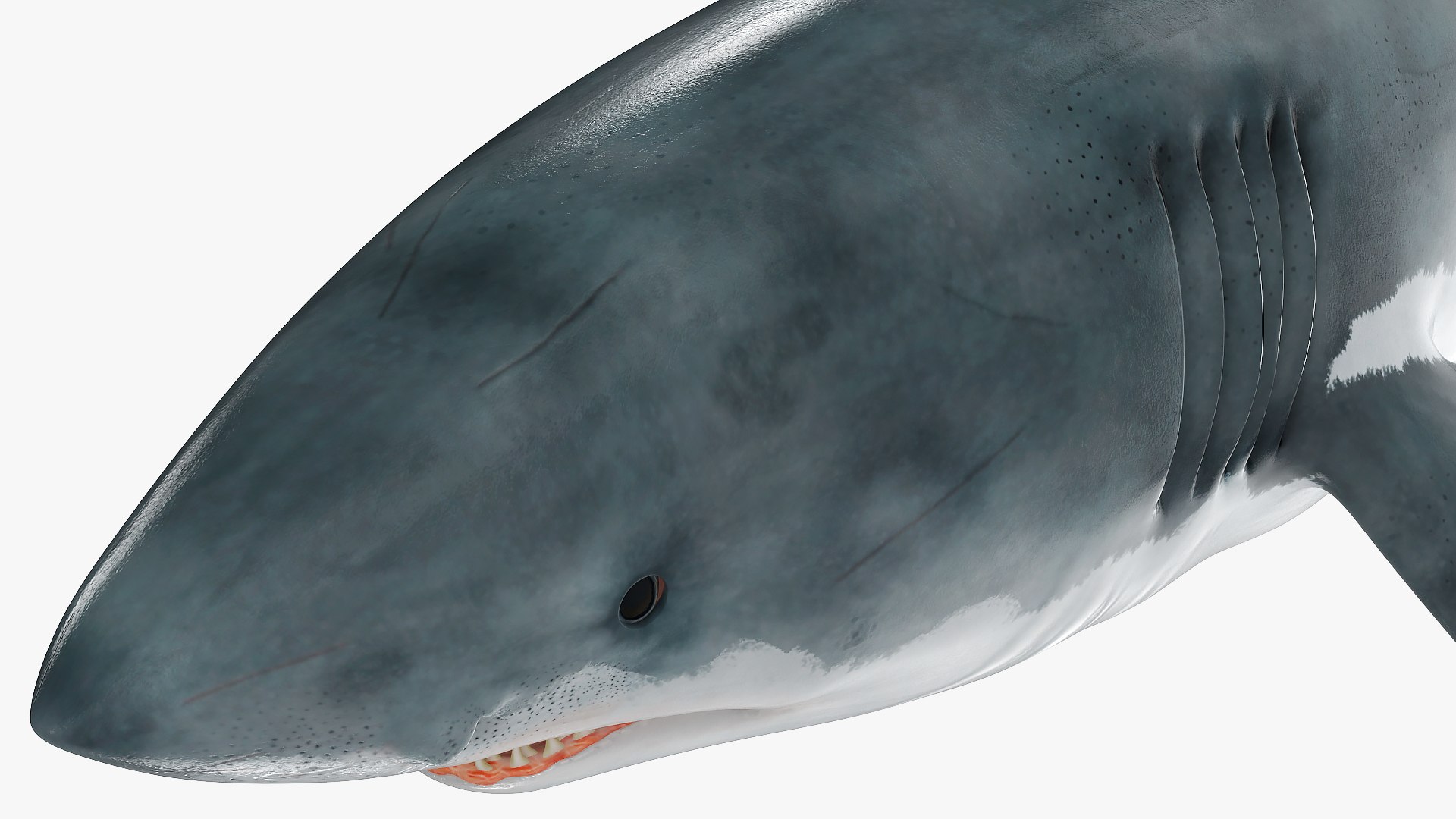 3D Rigged Sharks Collection 12 for Cinema 4D https://p.turbosquid.com/ts-thumb/cs/6OXMUD/JW/riggedsharkscollection123dsmodel055/jpg/1694385420/1920x1080/fit_q87/e158213611e656184175d655bd034ba188f9bb3f/riggedsharkscollection123dsmodel055.jpg