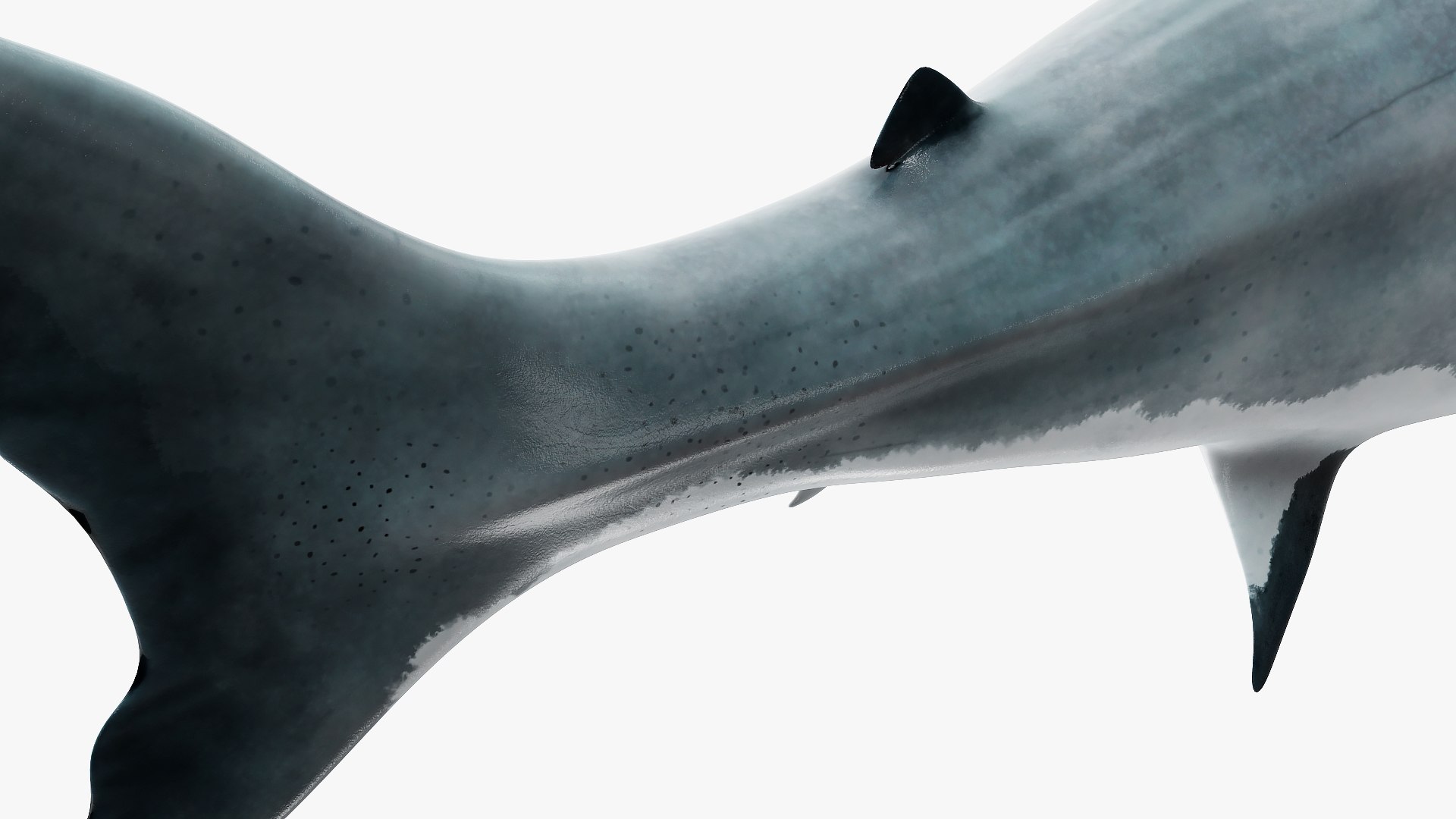3D Rigged Sharks Collection 12 for Cinema 4D https://p.turbosquid.com/ts-thumb/cs/6OXMUD/No/riggedsharkscollection123dsmodel054/jpg/1694385416/1920x1080/fit_q87/88238977bd0a95debc4210681dc44b9e8ec222e2/riggedsharkscollection123dsmodel054.jpg