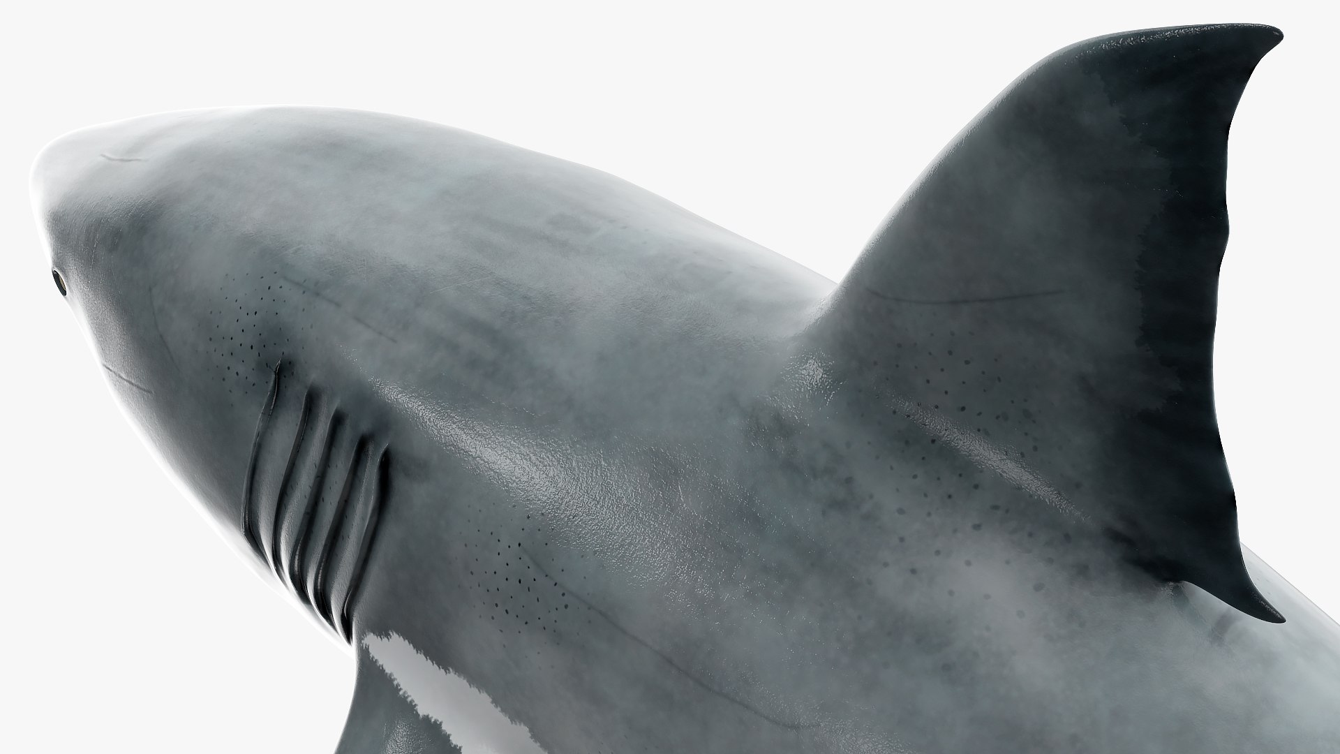 3D Rigged Sharks Collection 12 for Cinema 4D https://p.turbosquid.com/ts-thumb/cs/6OXMUD/O2/riggedsharkscollection123dsmodel053/jpg/1694385412/1920x1080/fit_q87/e91622fe573c7782285e9841ff4dba3ff55031b6/riggedsharkscollection123dsmodel053.jpg