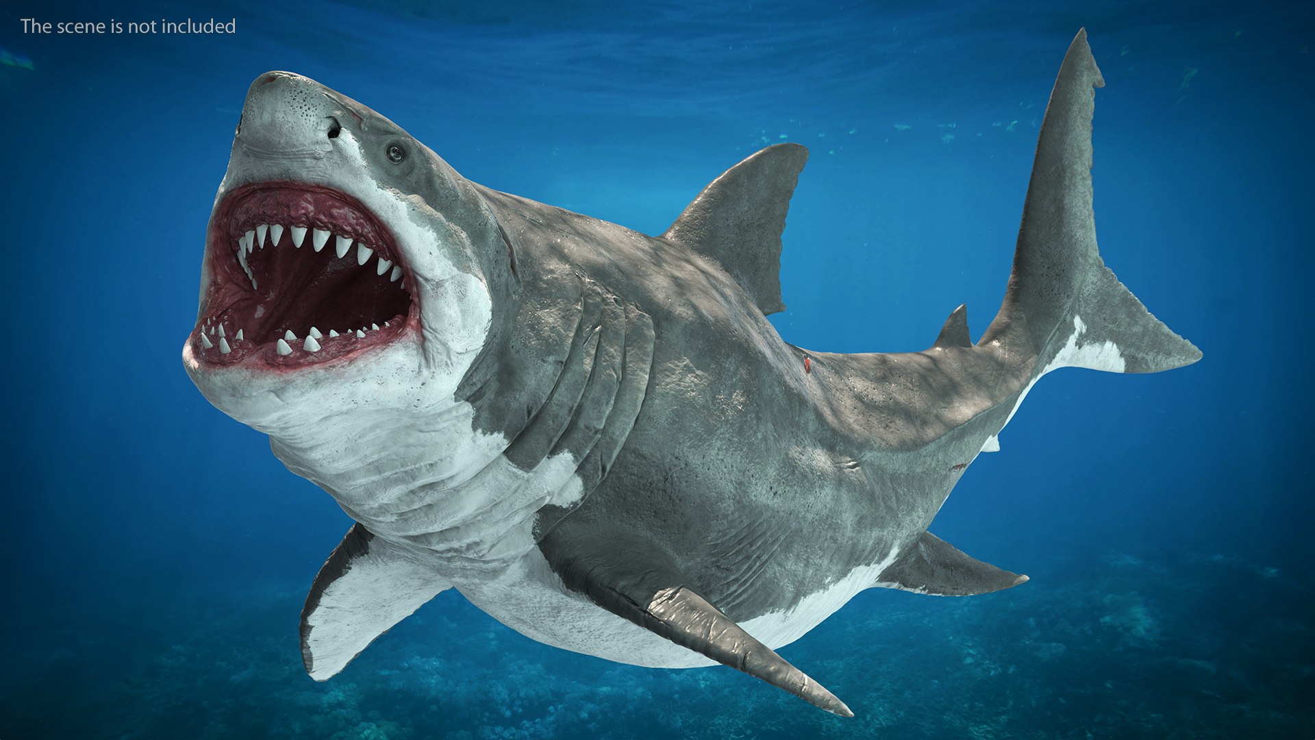 3D Rigged Sharks Collection 12 for Cinema 4D https://p.turbosquid.com/ts-thumb/cs/6OXMUD/QI/riggedsharkscollection123dsmodel017/jpg/1694385274/1920x1080/fit_q87/33f70d2efb6e65ce99db47ad6656ff83b8fcb610/riggedsharkscollection123dsmodel017.jpg