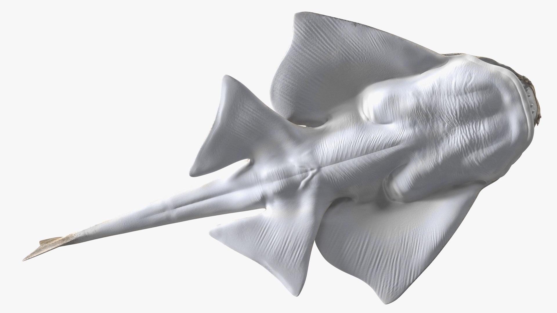 3D Rigged Sharks Collection 12 for Cinema 4D https://p.turbosquid.com/ts-thumb/cs/6OXMUD/RB/riggedsharkscollection123dsmodel013/jpg/1694385258/1920x1080/fit_q87/58a8c785a8cc96d190e7dcd9790ffd6d665a8cbe/riggedsharkscollection123dsmodel013.jpg