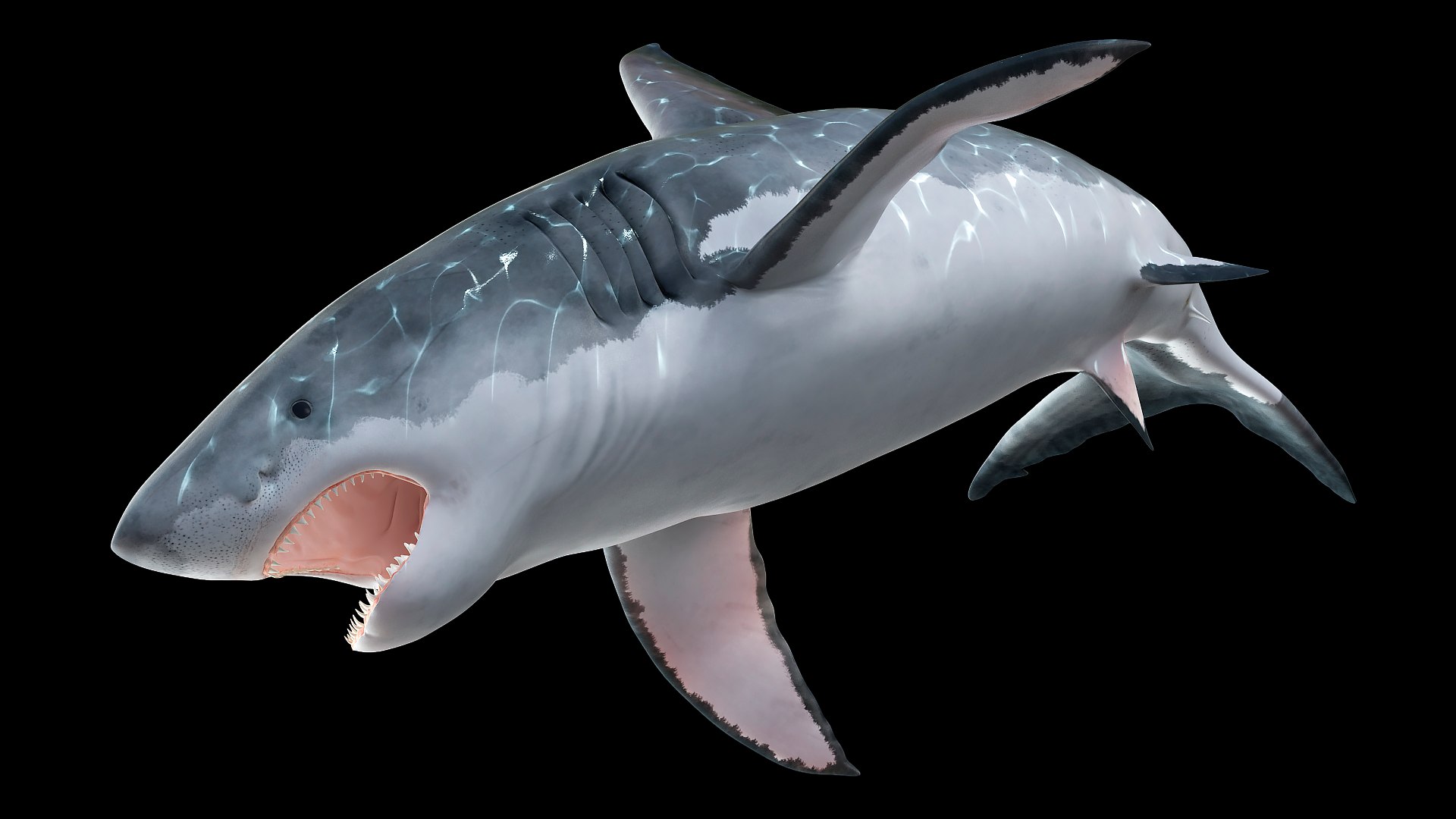 3D Rigged Sharks Collection 12 for Cinema 4D https://p.turbosquid.com/ts-thumb/cs/6OXMUD/Ul/riggedsharkscollection123dsmodel047/jpg/1694385389/1920x1080/fit_q87/45c3c0b4fc760516986627886732683ba55621aa/riggedsharkscollection123dsmodel047.jpg