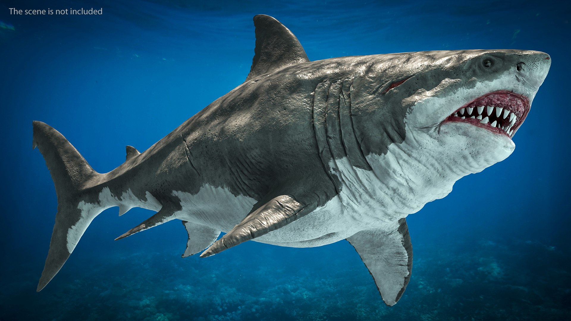 3D Rigged Sharks Collection 12 for Cinema 4D https://p.turbosquid.com/ts-thumb/cs/6OXMUD/aC/riggedsharkscollection123dsmodel019/jpg/1694385282/1920x1080/fit_q87/ca3ba546bee4aed6af90d9a6864769d7fff790eb/riggedsharkscollection123dsmodel019.jpg