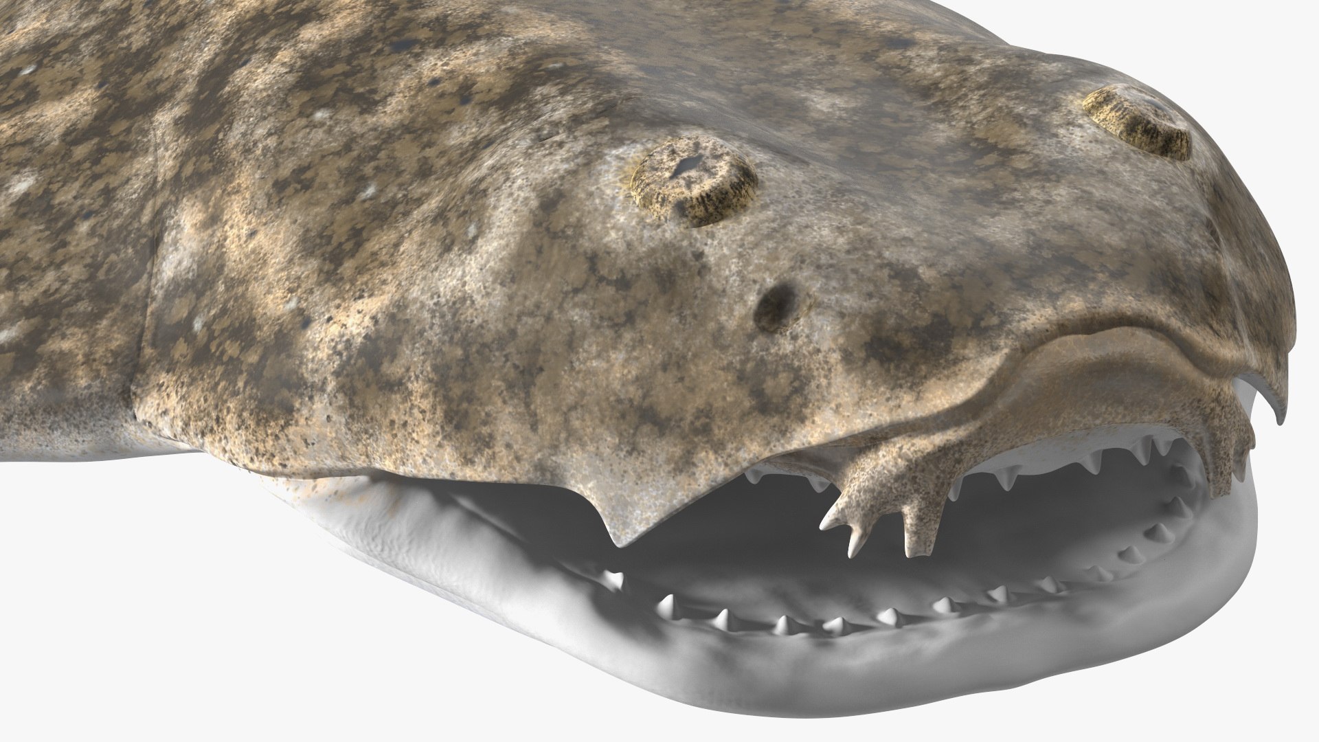 3D Rigged Sharks Collection 12 for Cinema 4D https://p.turbosquid.com/ts-thumb/cs/6OXMUD/i1/riggedsharkscollection123dsmodel015/jpg/1694385267/1920x1080/fit_q87/d5f4978536c0dfd830bf84307da3370b7e059ea2/riggedsharkscollection123dsmodel015.jpg
