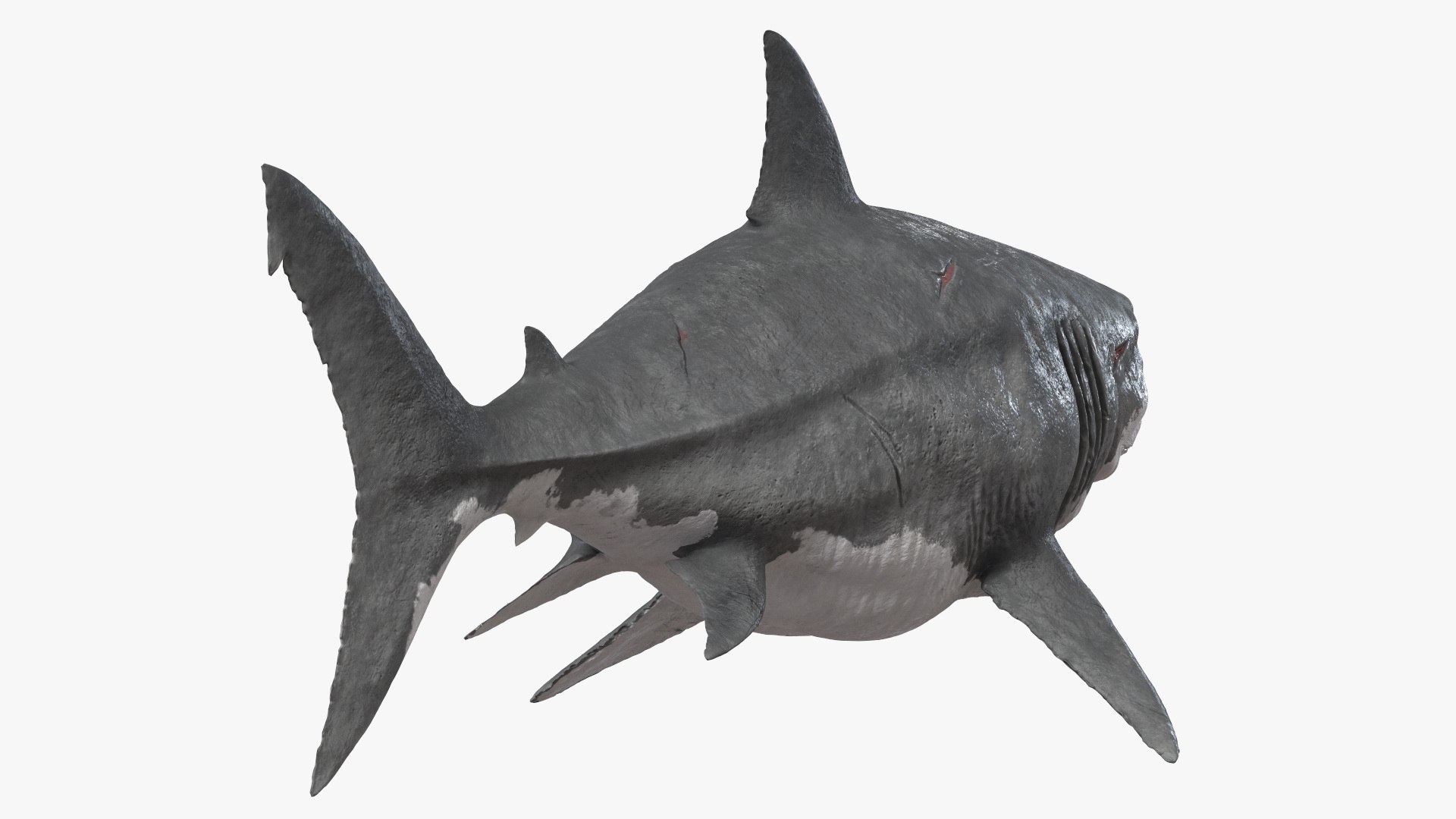 3D Rigged Sharks Collection 12 for Cinema 4D https://p.turbosquid.com/ts-thumb/cs/6OXMUD/nY/riggedsharkscollection123dsmodel032/jpg/1694385329/1920x1080/fit_q87/6e40946a155c8258d23768f950f863069cb18988/riggedsharkscollection123dsmodel032.jpg