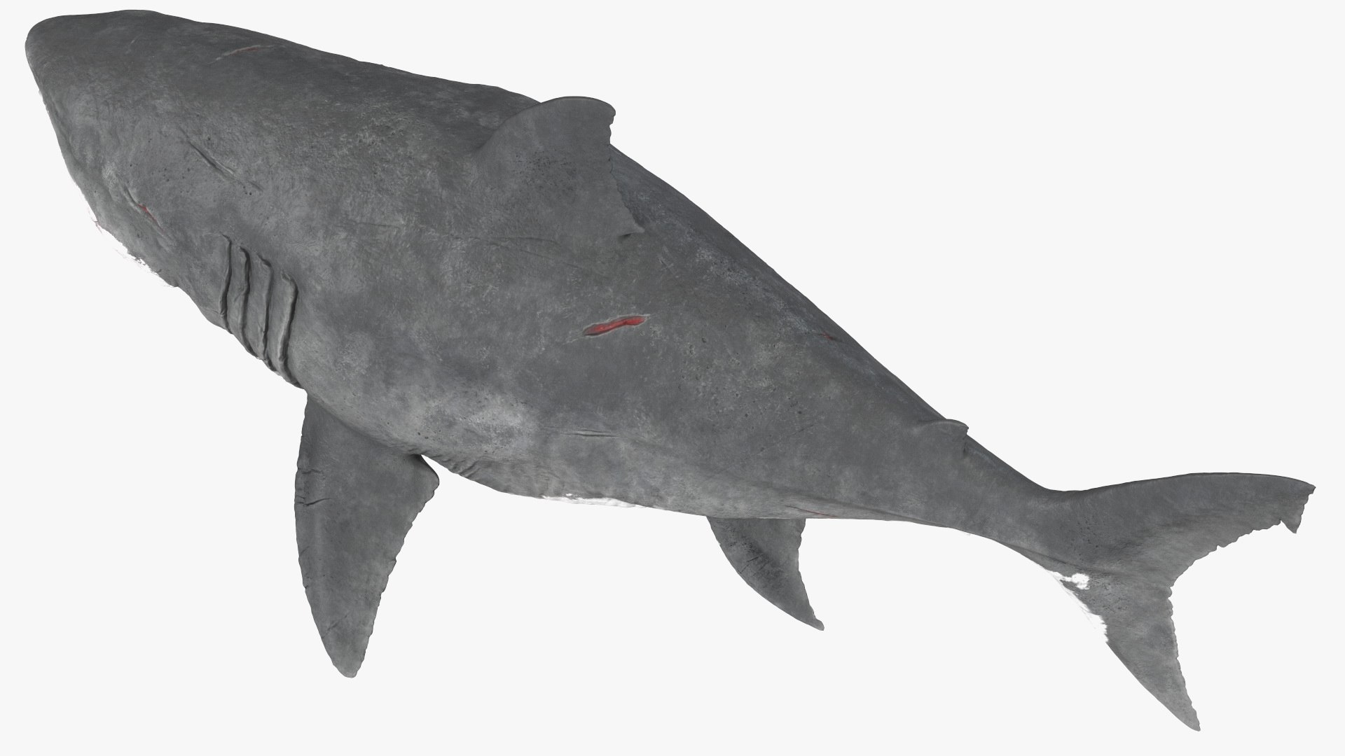 3D Rigged Sharks Collection 12 for Cinema 4D https://p.turbosquid.com/ts-thumb/cs/6OXMUD/qx/riggedsharkscollection123dsmodel033/jpg/1694385332/1920x1080/fit_q87/f3e764542849a40b87958d566b0a2438f517d1d9/riggedsharkscollection123dsmodel033.jpg