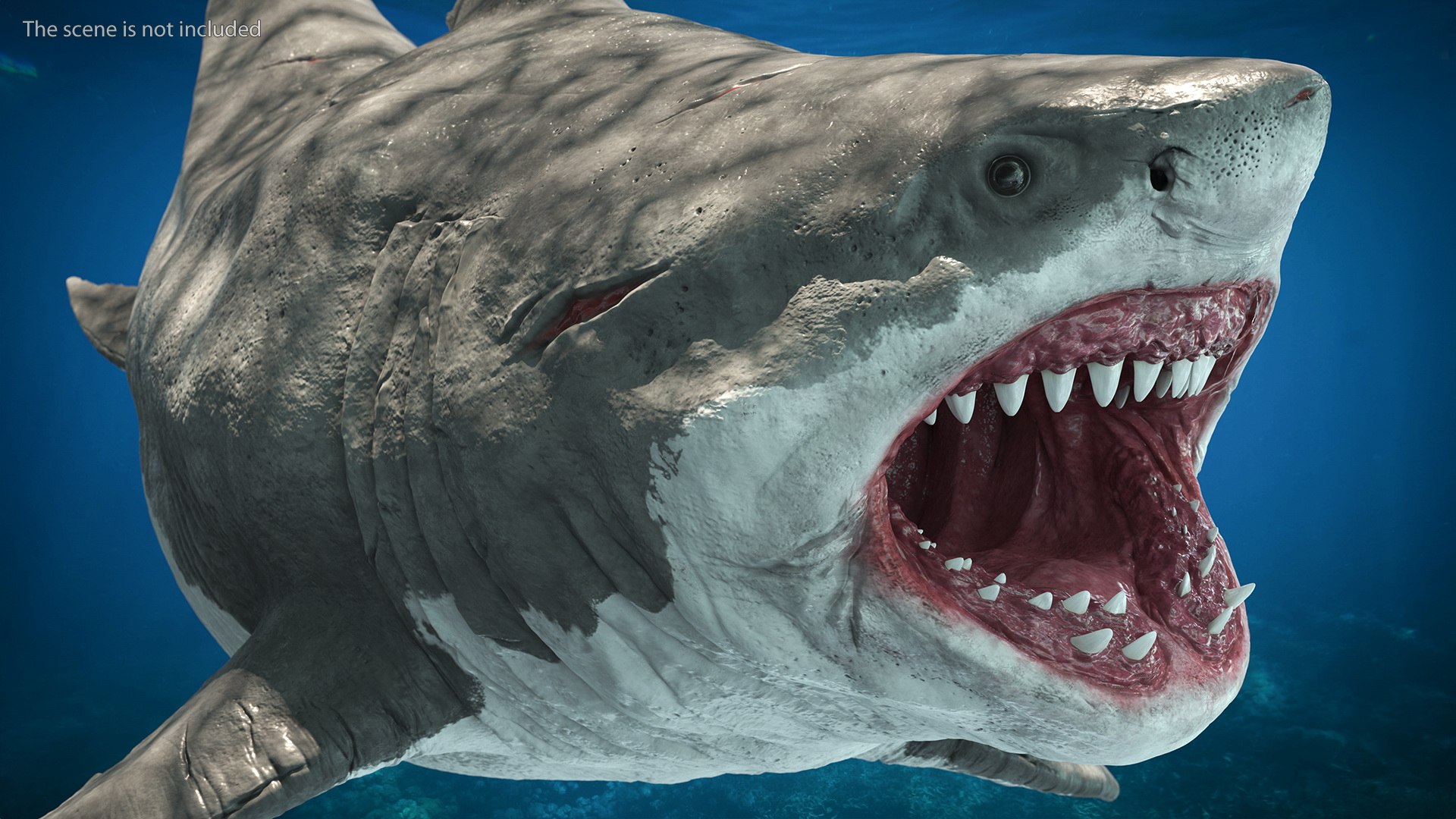 3D Rigged Sharks Collection 12 for Cinema 4D https://p.turbosquid.com/ts-thumb/cs/6OXMUD/u5/riggedsharkscollection123dsmodel018/jpg/1694385278/1920x1080/fit_q87/fa0d255700b747cadf9b9811ef51f7496c9bfa30/riggedsharkscollection123dsmodel018.jpg