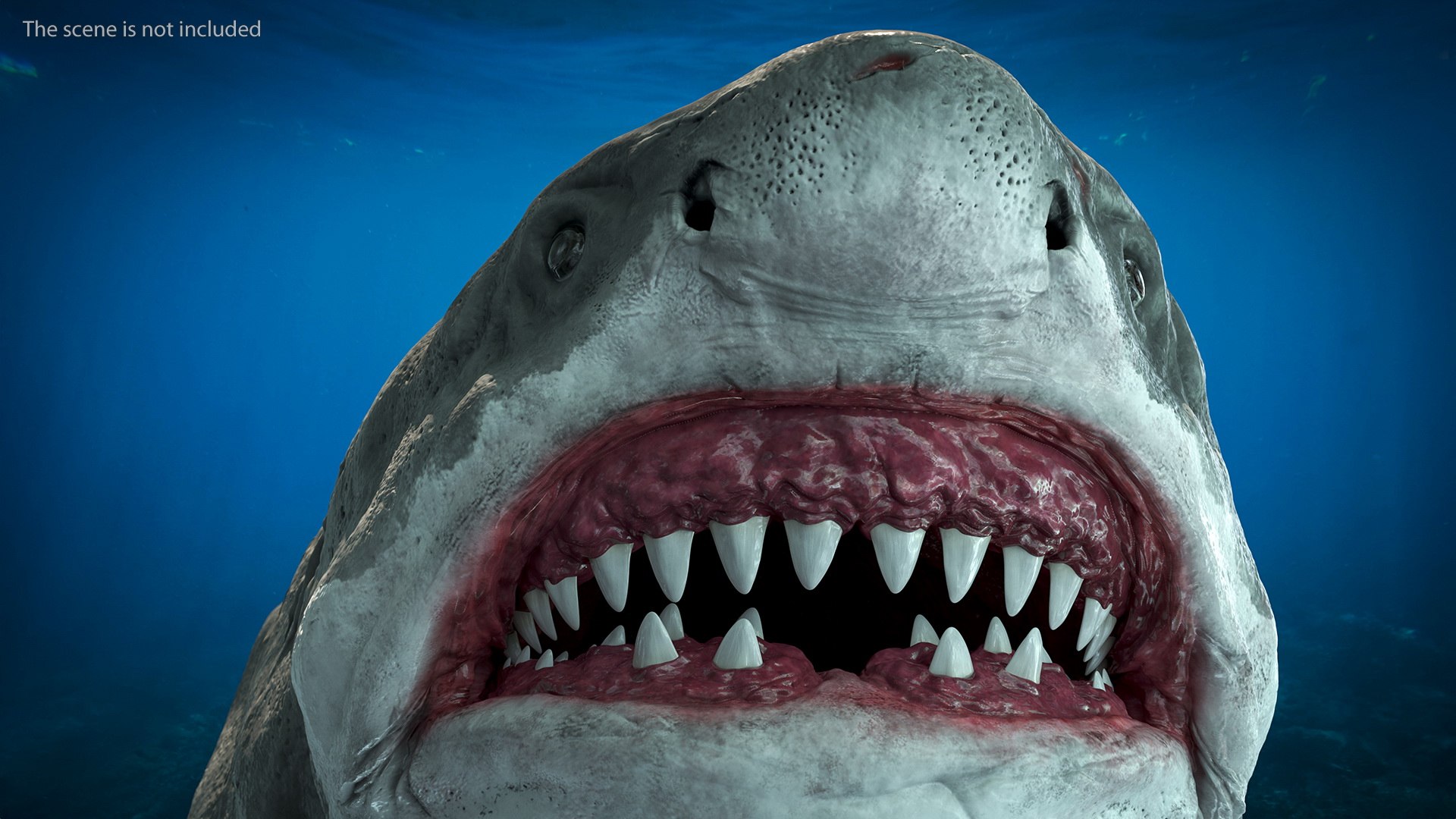 3D Rigged Sharks Collection 12 for Cinema 4D https://p.turbosquid.com/ts-thumb/cs/6OXMUD/wp/riggedsharkscollection123dsmodel023/jpg/1694385296/1920x1080/fit_q87/eb8bc47a13df12be852e41e8e319ddaf5f6e071f/riggedsharkscollection123dsmodel023.jpg