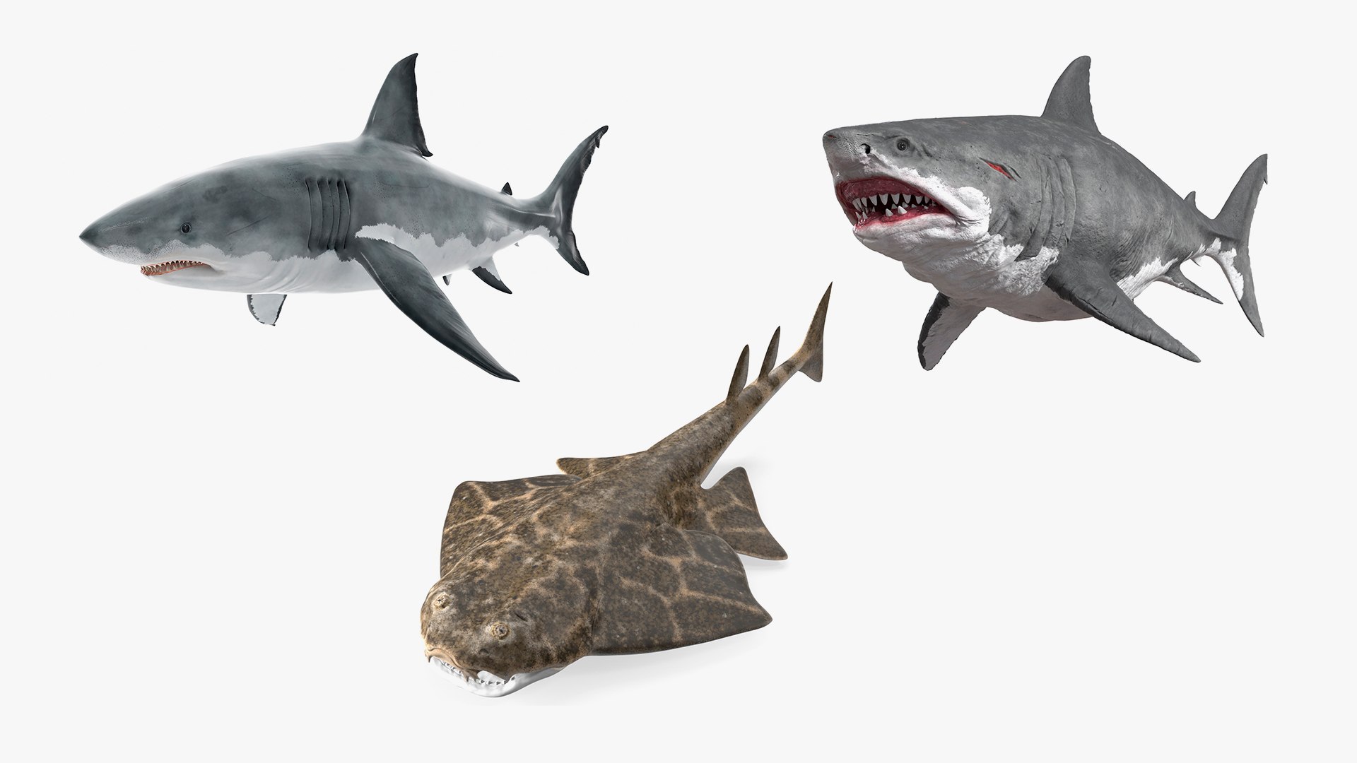 Rigged Sharks Collection 12 for Cinema 4D 3D model preview