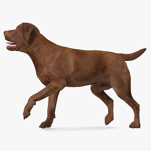 Labrador Dog Brown Rigged for Modo 3D