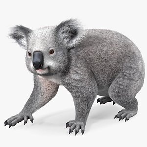 Koala Walking Fur