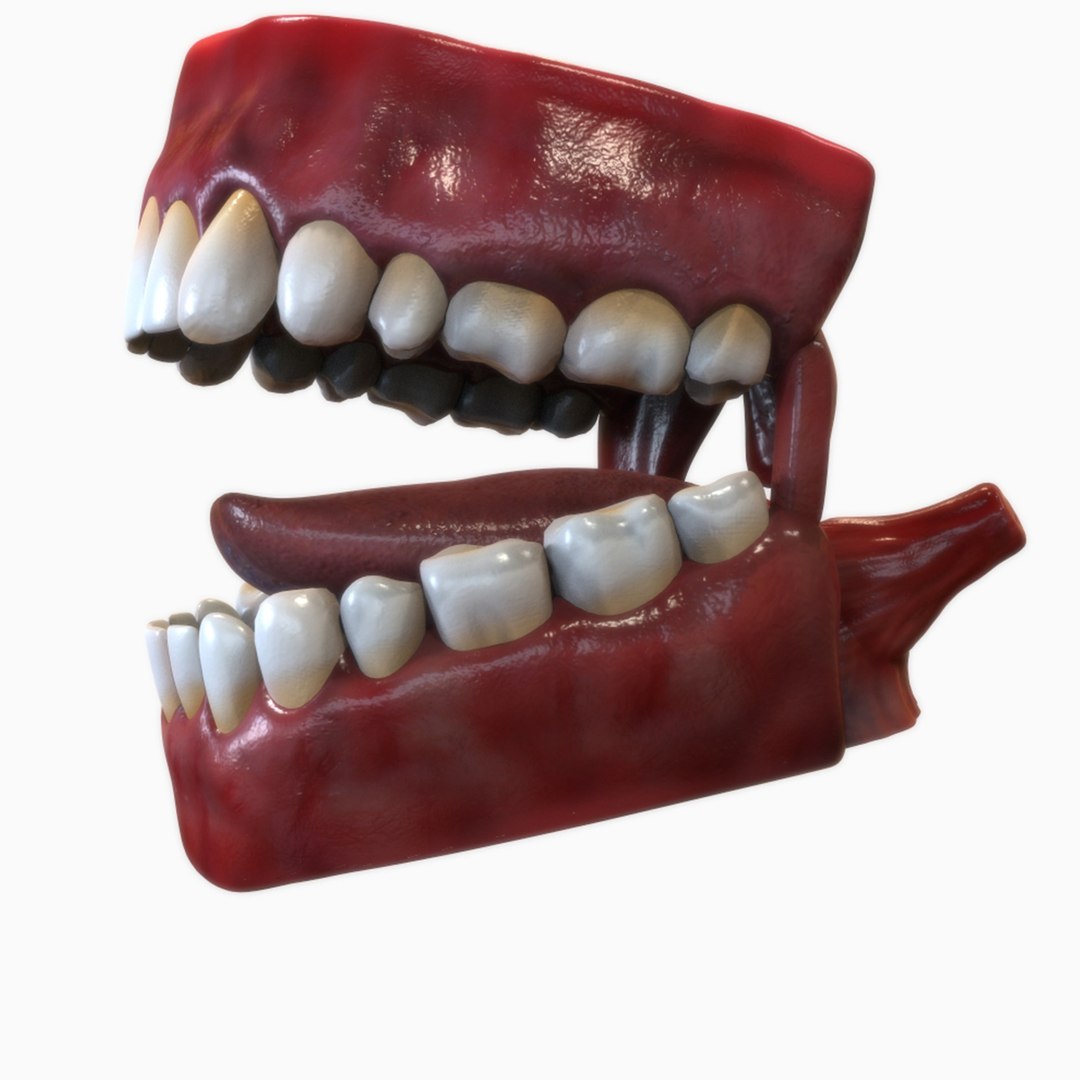 3D human mouth https://p.turbosquid.com/ts-thumb/cs/S1z4Y5/CEA9xfkh/view4/jpg/1583790550/1920x1080/fit_q87/4e43dbe4d28ba5f3ace62180cf33b03dfecc4979/view4.jpg