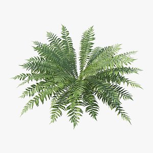 Fern Dryopteris 08