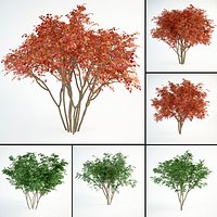 Amelanchier canadensis set  juneberry