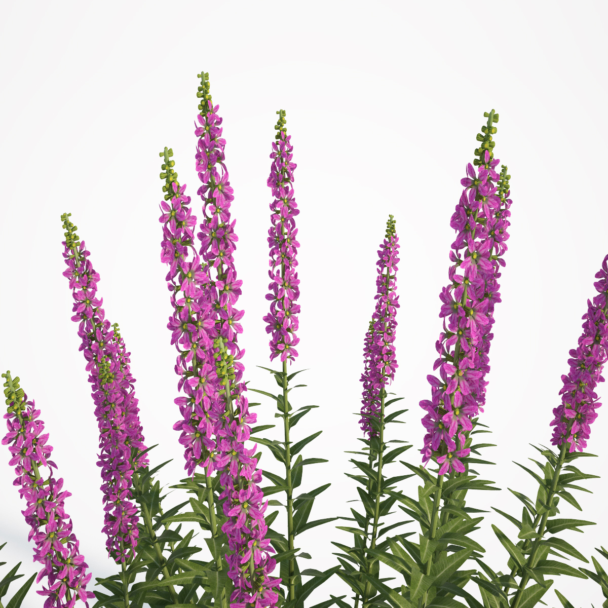 3d model lythrum salicaria