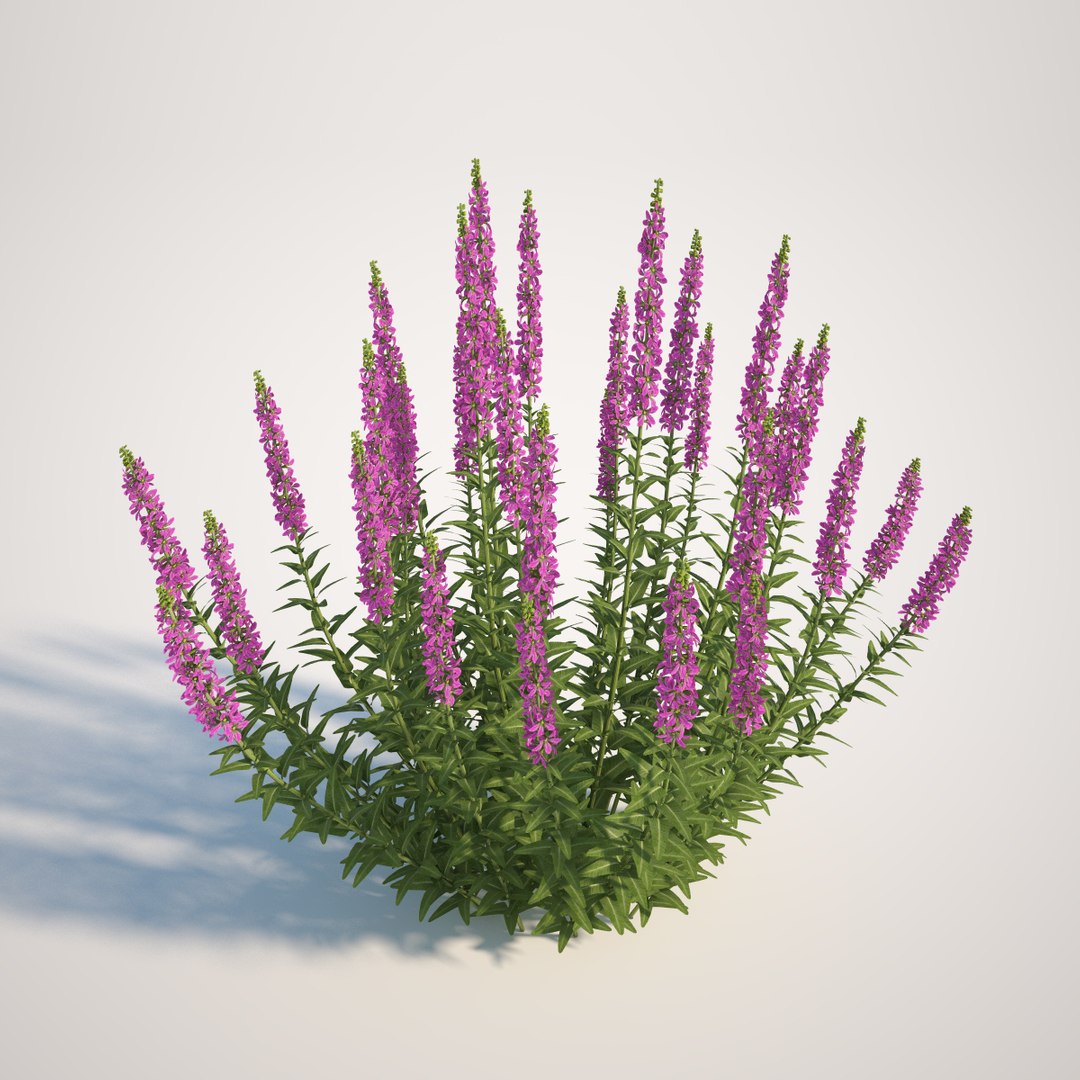 3d Model Lythrum Salicaria