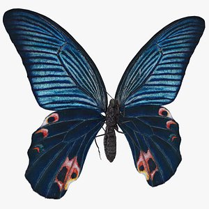 Papilio Protenor Butterfly Male 3D model