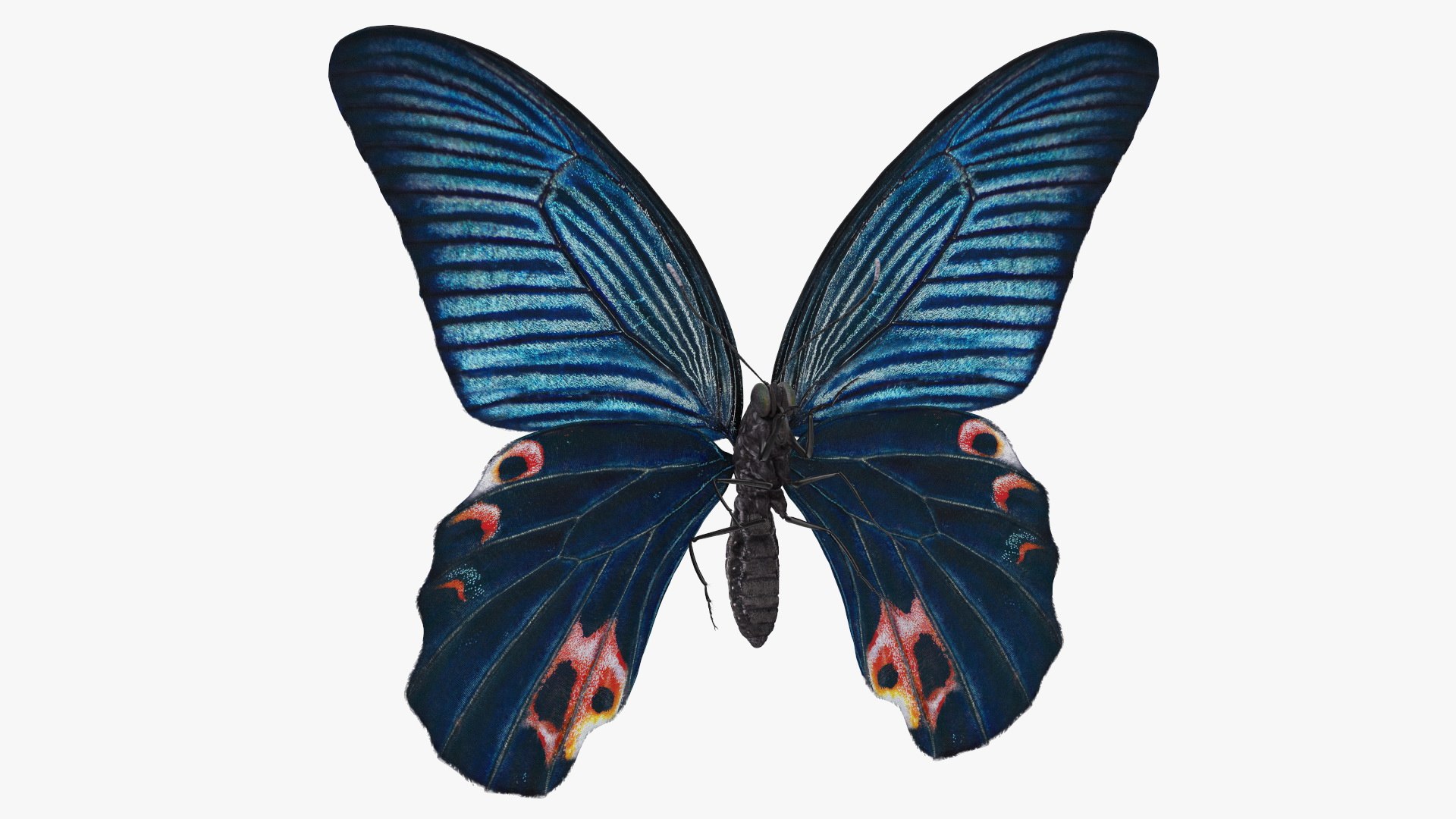 Papilio Protenor Butterfly Male 3D model preview