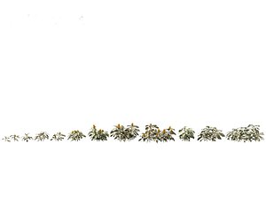 Kudoacanthus albonervosa - Zebra plant 01 model