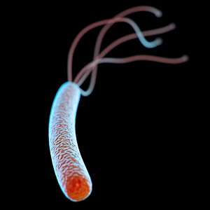 flagellas medical 3d model